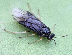 Heterarthrus ochropoda