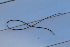 Gordiidae