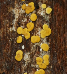 Trichoderma victoriense