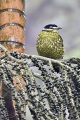 Ampelioides tschudii