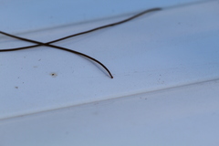 Gordiidae