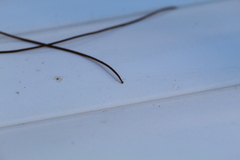 Gordiidae