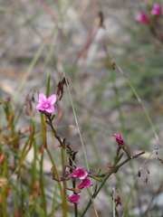 Boronia nematophylla