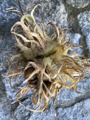 Corylus colurna