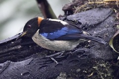 Iridophanes pulcherrimus