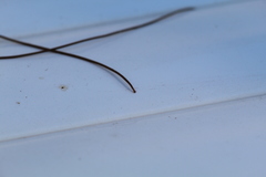 Gordiidae