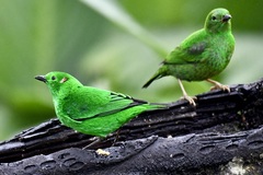Chlorochrysa phoenicotis