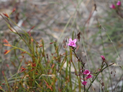Boronia nematophylla
