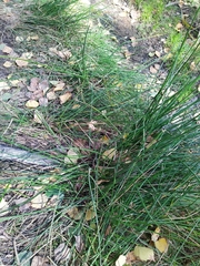 Juncus conglomeratus