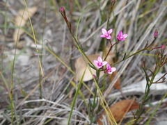 Boronia nematophylla