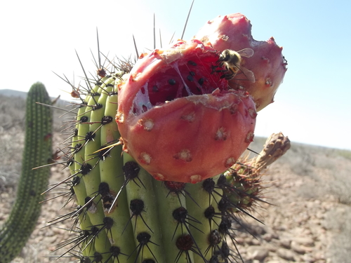 organ pipe cactus