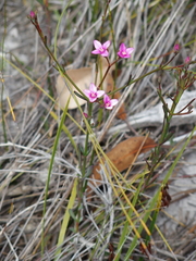 Boronia nematophylla