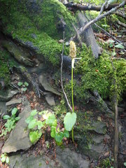 Phyteuma ovatum pseudospicatum