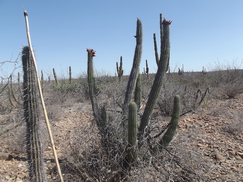 organ pipe cactus