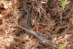 Vipera latastei