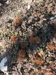 Acaena anserinifolia