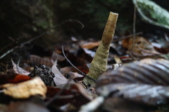Tetragonilla