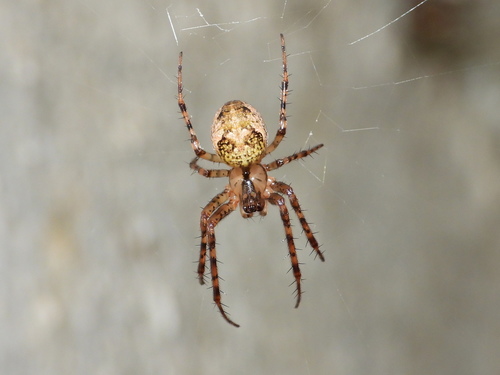 Eurasian Armoured Long-jawed Spider