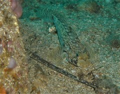 Gobius geniporus
