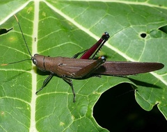 Copiocera