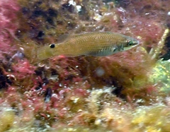 Ctenolabrus rupestris