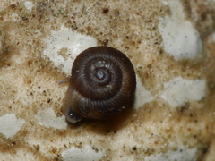 Punctoidea
