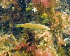 Ctenolabrus rupestris