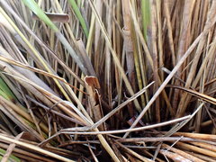 Chionochloa rigida rigida