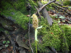 Phyteuma ovatum pseudospicatum