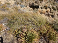 Chionochloa rigida rigida