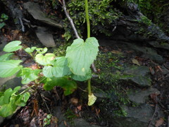 Phyteuma ovatum pseudospicatum