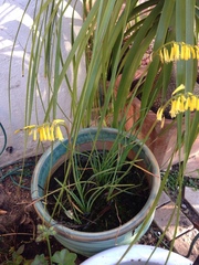 Kniphofia pauciflora