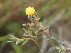 Marasmodes polycephala