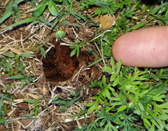 Phyllalia patens