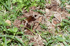 Phyllalia patens