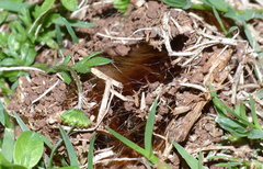 Phyllalia patens
