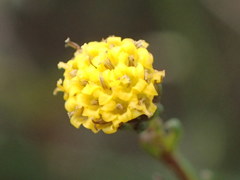 Marasmodes polycephala