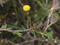 Marasmodes polycephala