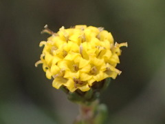 Marasmodes polycephala