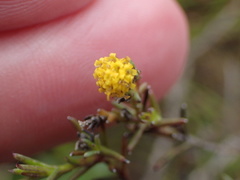 Marasmodes polycephala