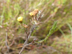 Marasmodes polycephala