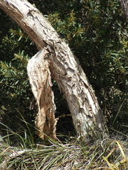 Melaleuca rhaphiophylla