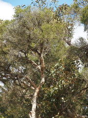 Melaleuca rhaphiophylla
