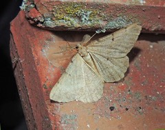 Selidosema brunnearia