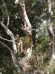 Melaleuca rhaphiophylla