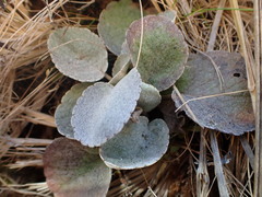 Brachyglottis lagopus