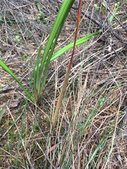 Dianella nigra
