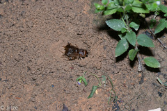 Tarbinskiellus portentosus