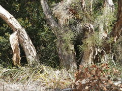 Melaleuca rhaphiophylla