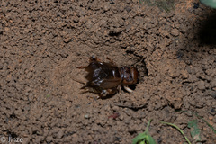 Tarbinskiellus portentosus